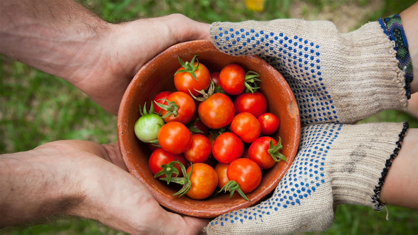 Vier Hände halten eine Schüssel mit frisch geernteten Cherry-Tomaten.