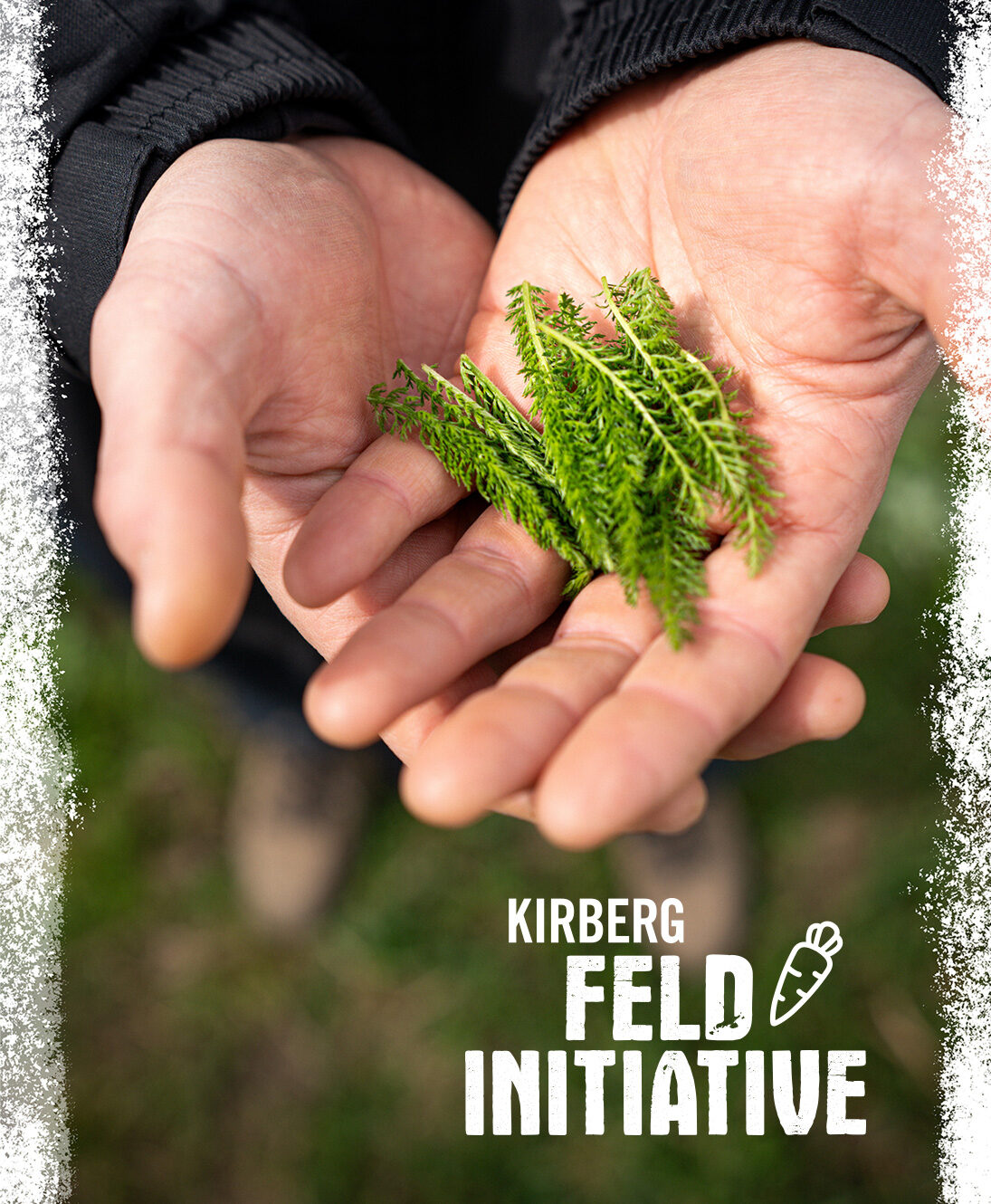 Nahaufnahme: Hände mit frisch geernteten Kräutern eines regionalen Landwirts, vorn das Kirberg Feldinitiative Logo.